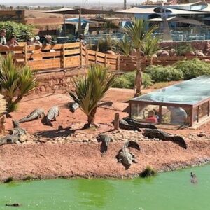 Croco parc trip from Agadir - Crocodile & Anaconda