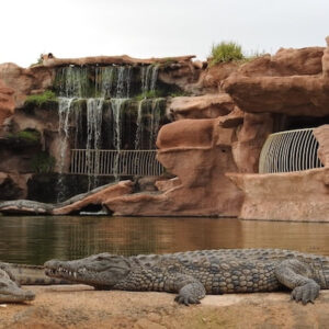Croco Parc trip from Taghazout - Crocodile & Anaconda