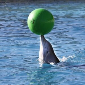 Dolphin world trip from Agadir