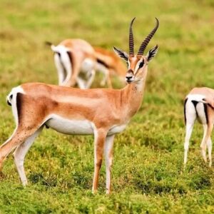 Souss Massa park tour from Agadir